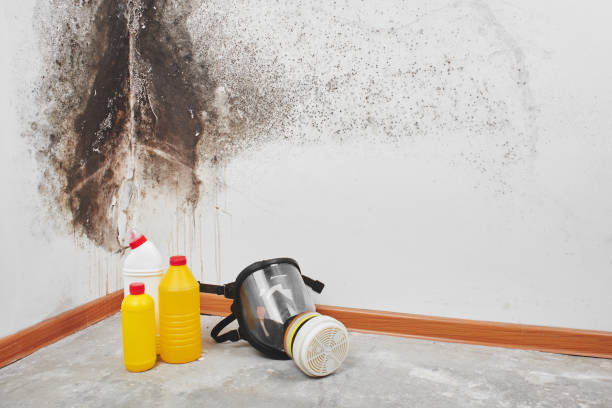 Best Mold Testing  in Frazier Park, CA