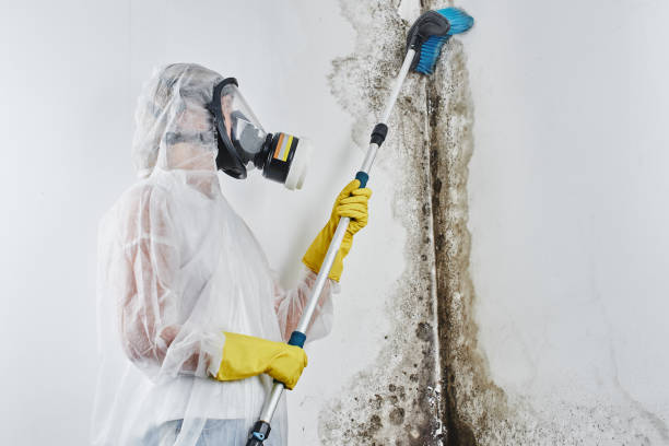 Office Mold Removal Services in Frazier Park, CA