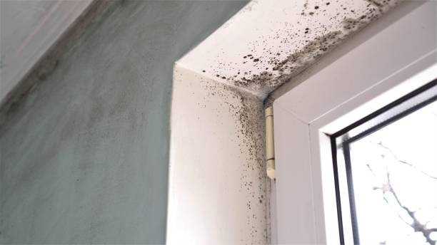 Best Black Mold Removal  in Frazier Park, CA
