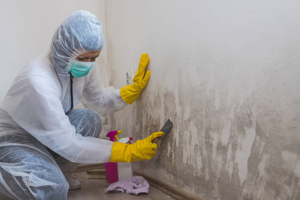 Best Mold Remediation  in Frazier Park, CA