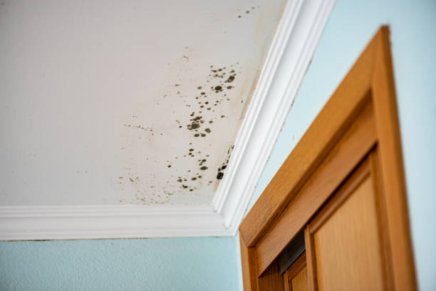 Best Home Mold Removal  in Frazier Park, CA
