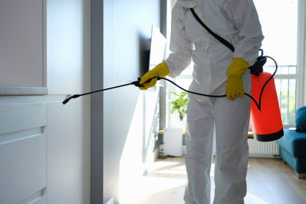 Attic Mold Removal in Frazier Park, CA