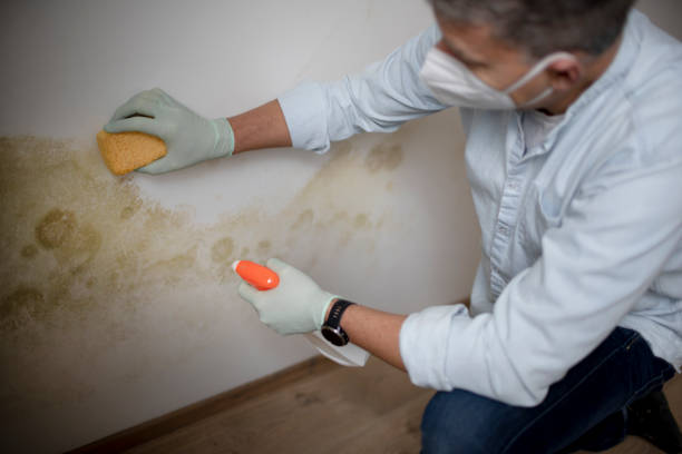 Best Mold Removal Company Near Me  in Frazier Park, CA