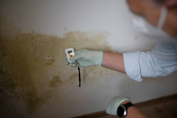 Best Mold Cleaning Services  in Frazier Park, CA