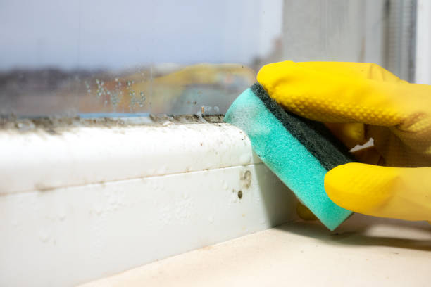 Best Affordable Mold Removal  in Frazier Park, CA
