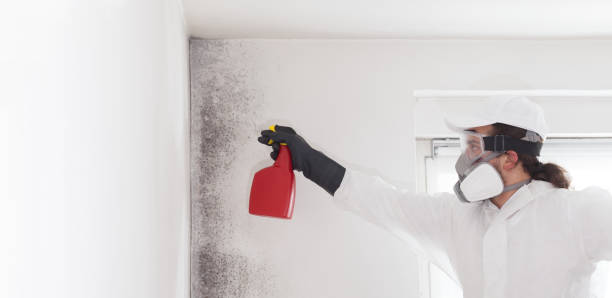 Best Residential Mold Removal  in Frazier Park, CA