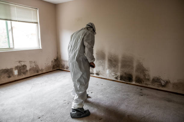 Best Office Mold Removal Services  in Frazier Park, CA