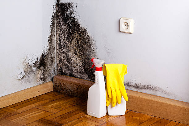 Best Certified Mold Removal  in Frazier Park, CA