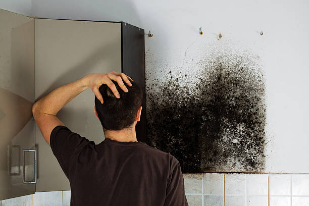 Frazier Park, CA Mold Removal Company