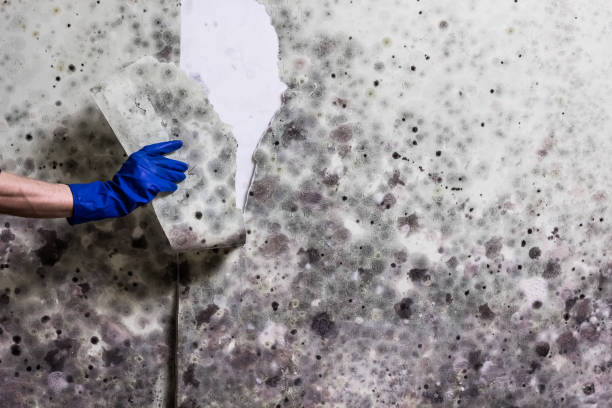 Best Toxic Mold Removal  in Frazier Park, CA